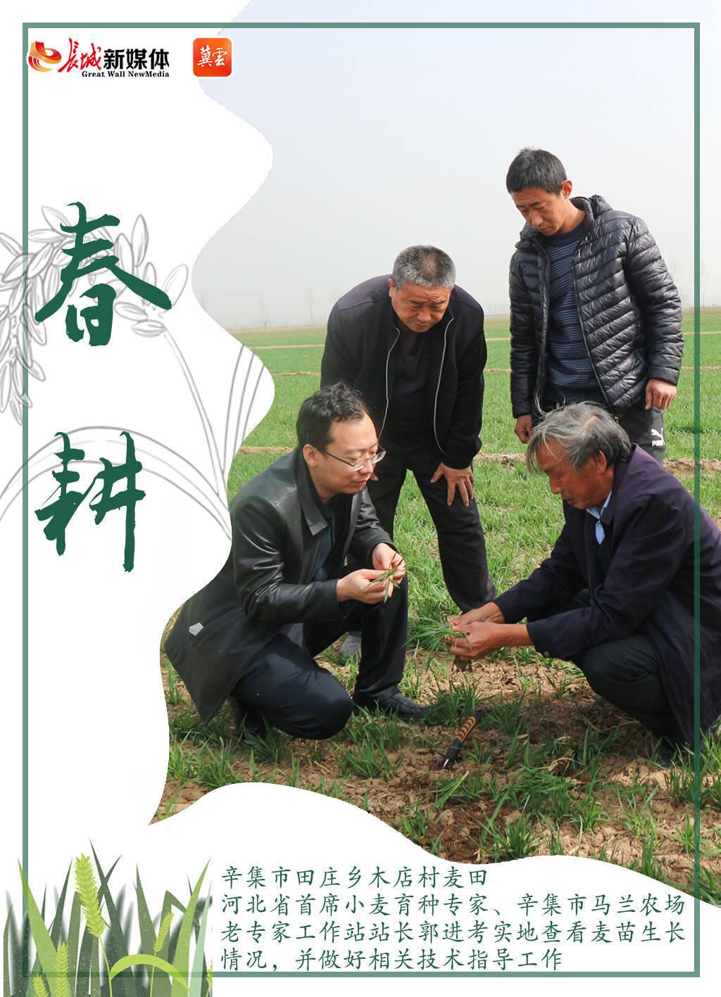 海报集丨辛集：好雨时节竞春耕