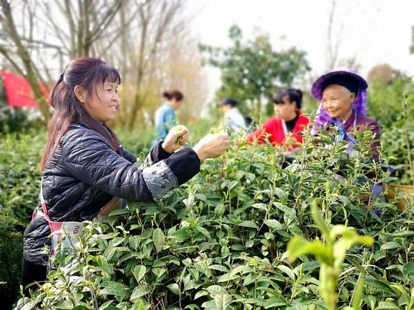 平坝：3.36万亩茶园进入春茶采收季