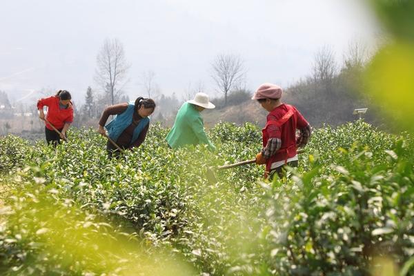 七星关区：春耕茶园管护忙 只待茶园溢新香