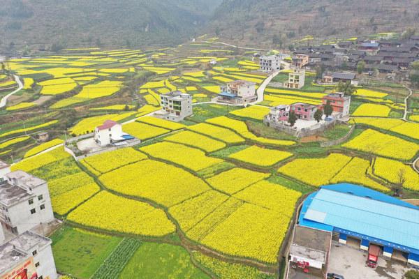 思南张家寨镇：建设高标准农田为乡村振兴蓄能助跑