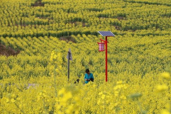 毕节纳雍：油菜花进入盛花期 引燃乡村休闲游