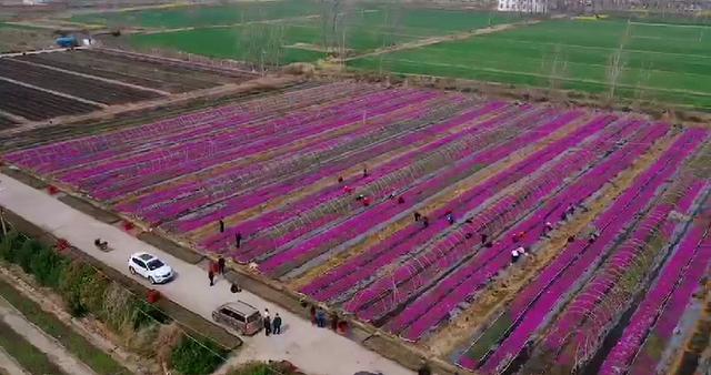 醉美芝樱花，绽放富农家，河南淮滨以“花卉经济”造美景、富民生