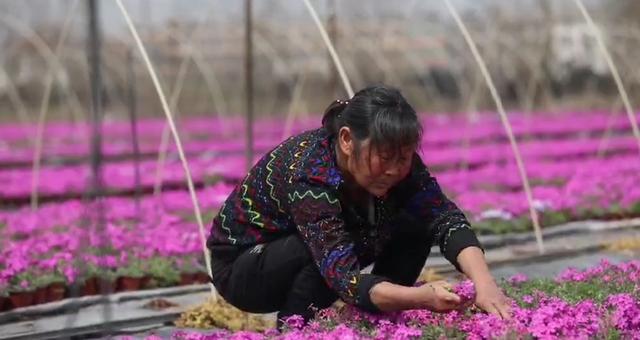 醉美芝樱花，绽放富农家，河南淮滨以“花卉经济”造美景、富民生