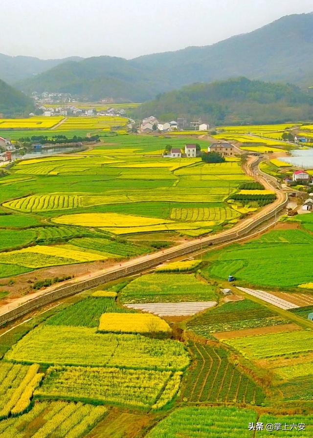 2000亩油菜花田，打造六安版婺源，还需要远行吗？