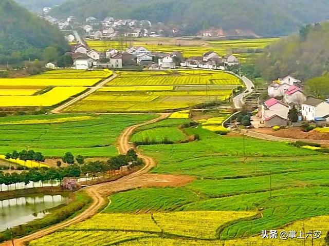 2000亩油菜花田，打造六安版婺源，还需要远行吗？