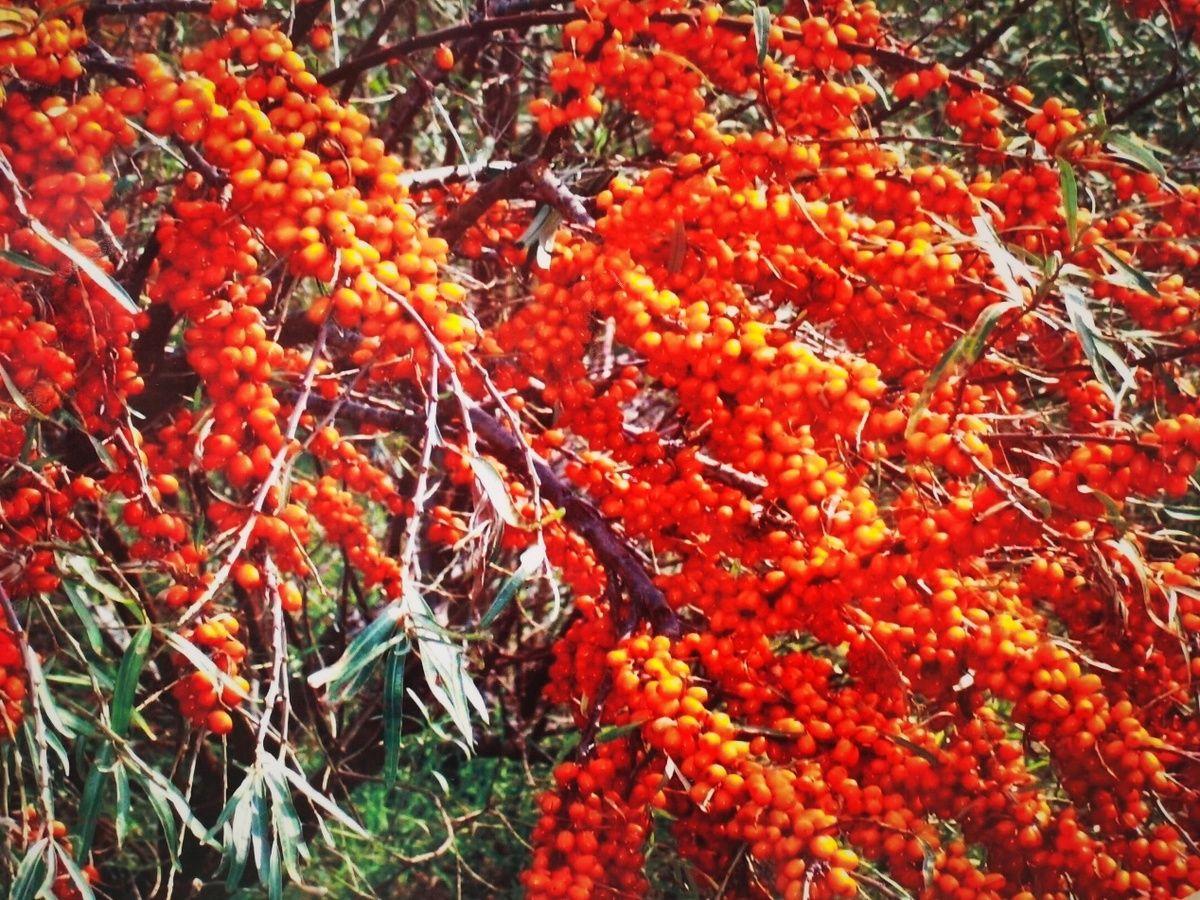 荒芜的土地种出希望的产业——记“沙棘博士”赵英