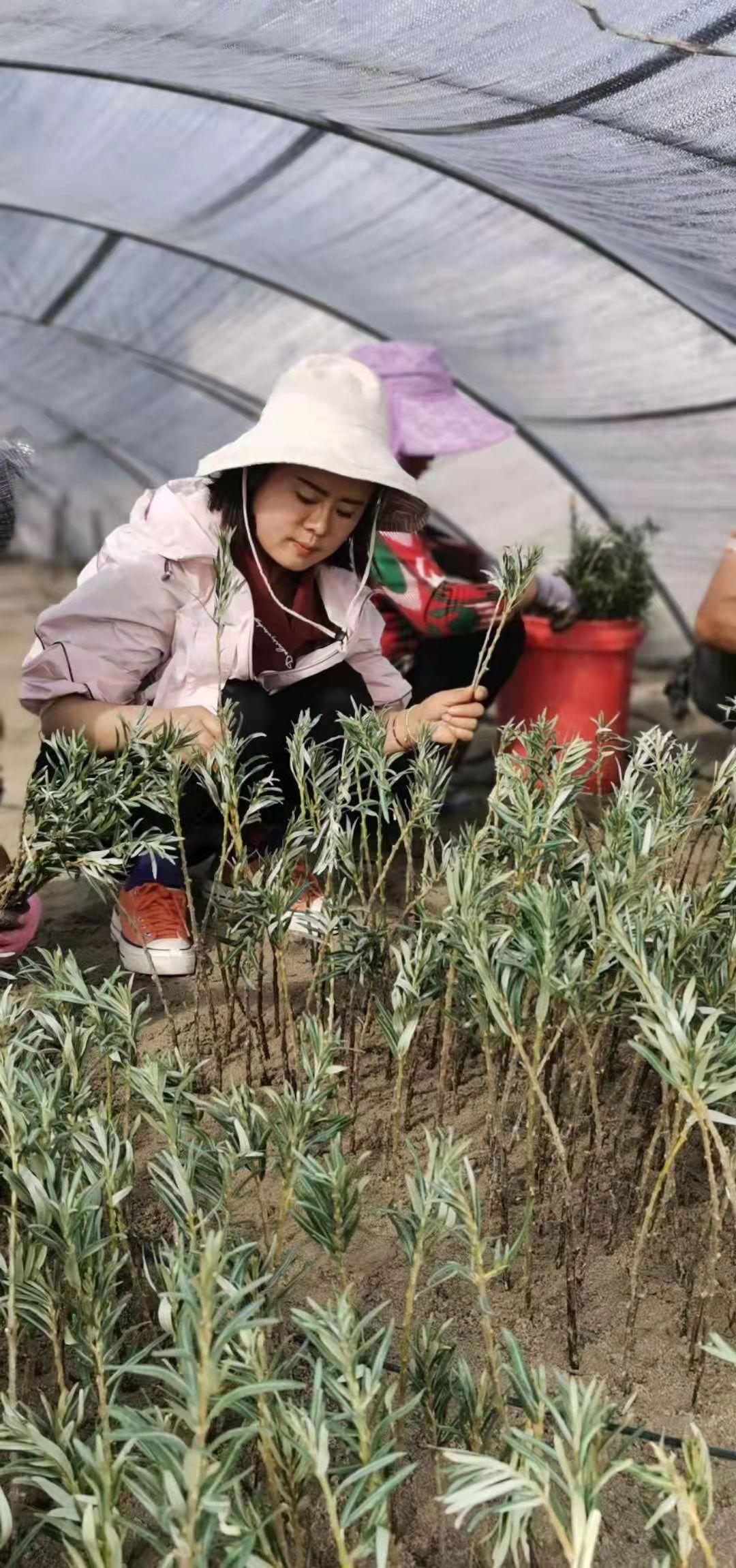 荒芜的土地种出希望的产业——记“沙棘博士”赵英