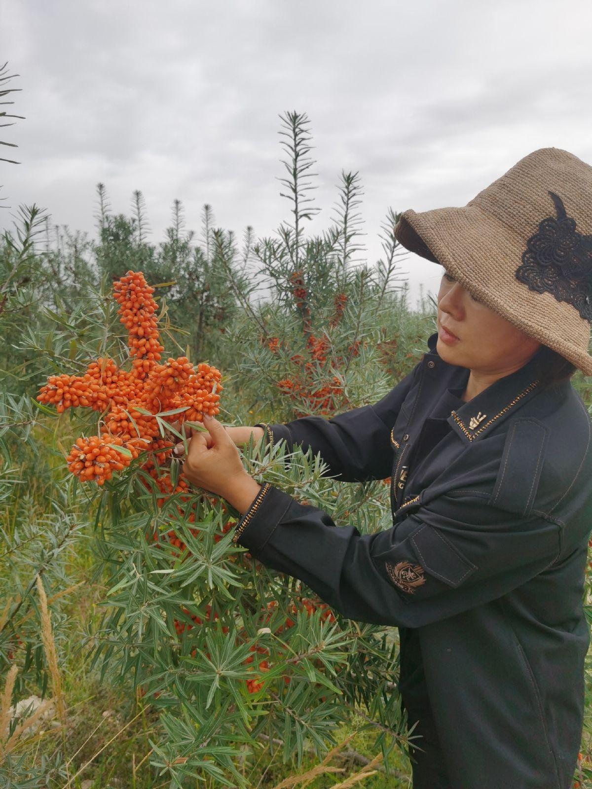 荒芜的土地种出希望的产业——记“沙棘博士”赵英