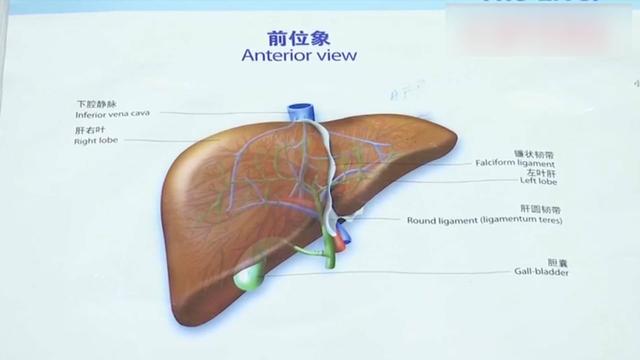 全国爱肝日 这些“肝货”你了解吗？