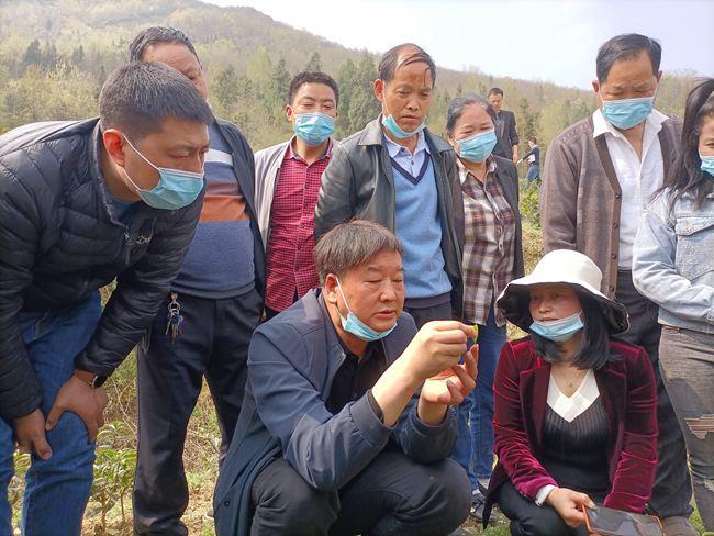 蒲洁能化：乡村振兴路上茶香千里