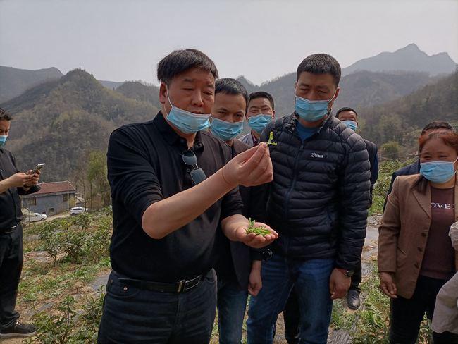 蒲洁能化：乡村振兴路上茶香千里