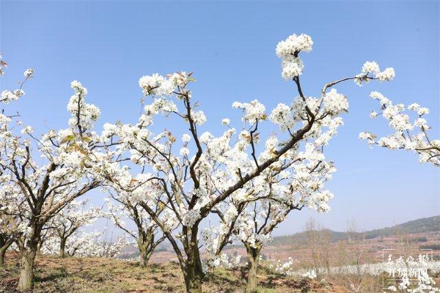 曲靖富源东堡千亩梨花开成缤纷花海