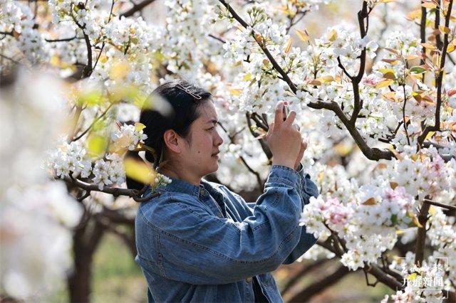 曲靖富源东堡千亩梨花开成缤纷花海