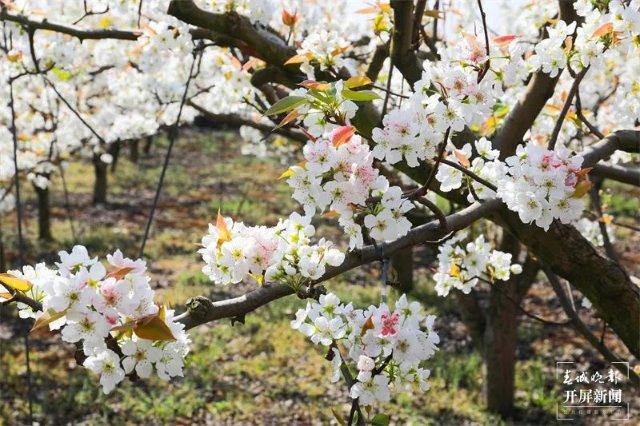 曲靖富源东堡千亩梨花开成缤纷花海