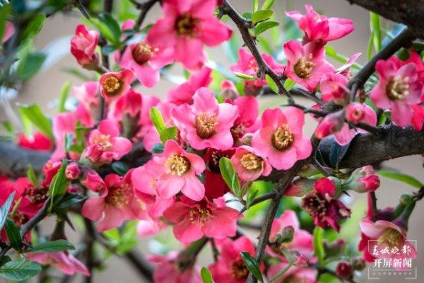 【赏春地图】保山施甸：大东山千亩木瓜花开红遍山野