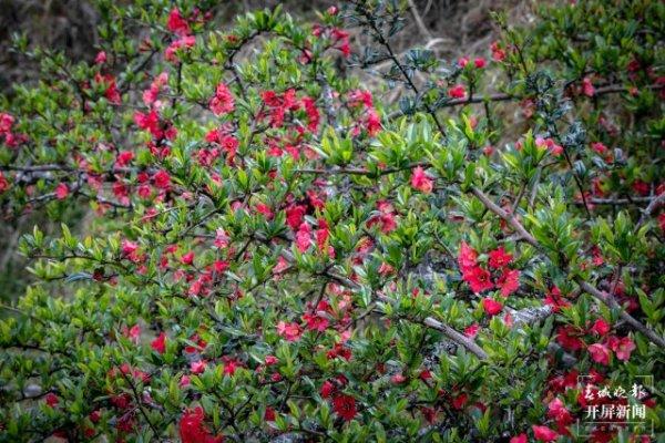 【赏春地图】保山施甸：大东山千亩木瓜花开红遍山野