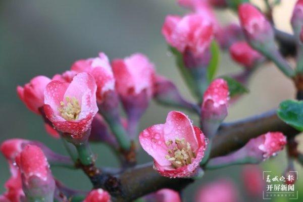 【赏春地图】保山施甸：大东山千亩木瓜花开红遍山野