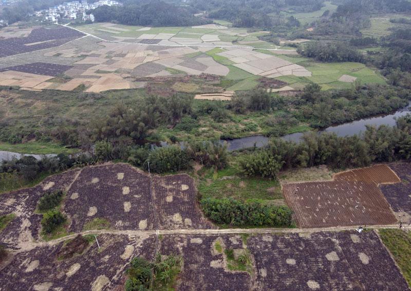 防城区：春耕生产如火如荼 稳粮增收有保障