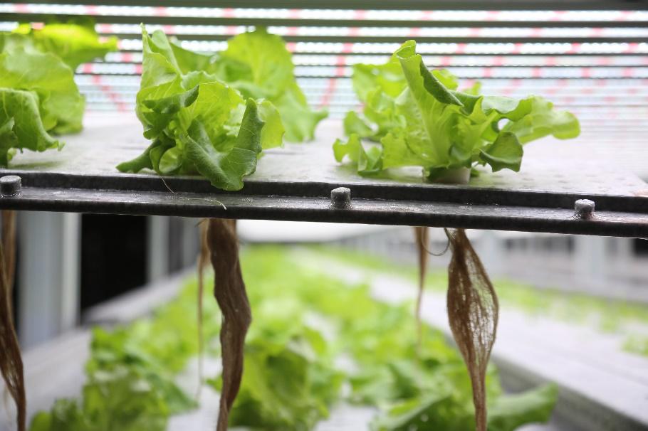 科技赋能农业种植 无土种植水培生菜在大兴青云店试种成功