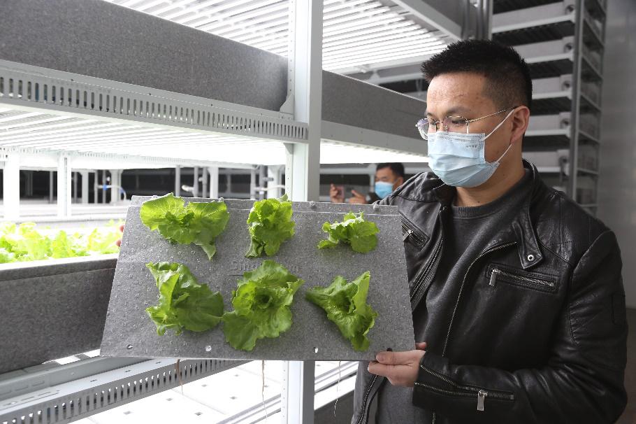 科技赋能农业种植 无土种植水培生菜在大兴青云店试种成功