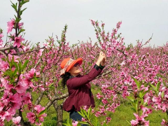 万亩桃花迎春开 河南桐柏县固县镇发展产业助增收