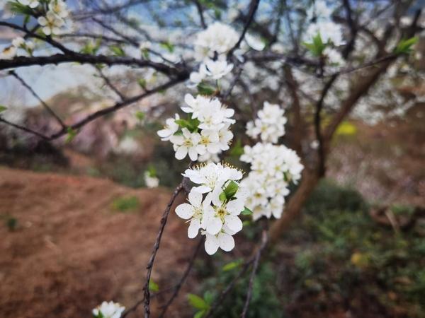 开阳县龙水乡：千亩花海，为“李”而来