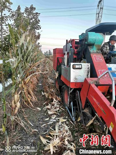 泰安种植户探索玉米大豆套种“新模式” 解决“争地”难题