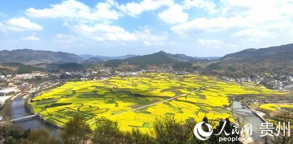 贵州开阳：“油菜经济”助力稳粮增收