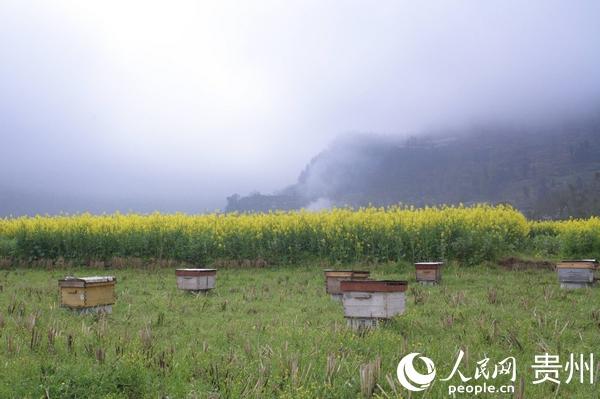 贵州开阳：“油菜经济”助力稳粮增收