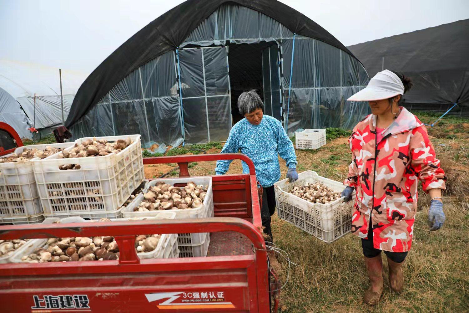 六安市裕安区：小香菇夯实乡村振兴路