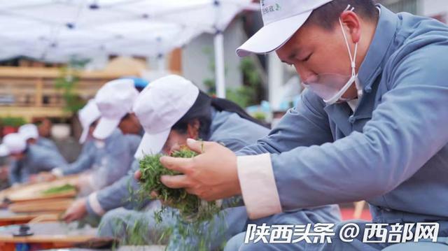 紫阳县25万亩富硒茶陆续开园 茶业已成兴县富民支柱产业