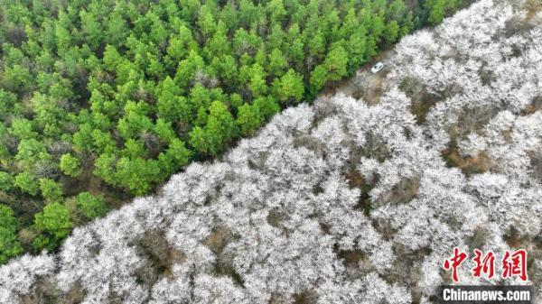 安徽郎溪：樱花映春茶 乡村展新景