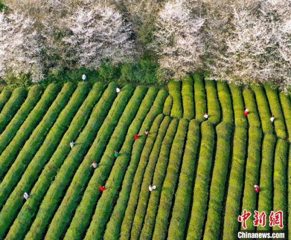 安徽郎溪：樱花映春茶 乡村展新景