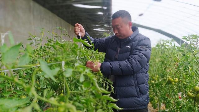 河南尉氏县小陈乡大棚采摘正当时 番茄成为乡村振兴“致富果”