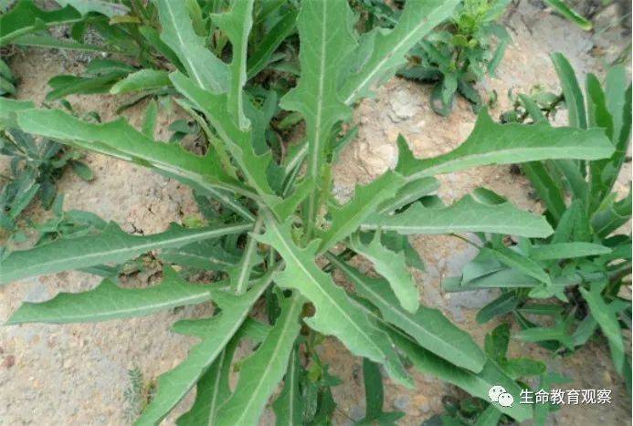 野菜虽好，但一定要切记这些安全提示