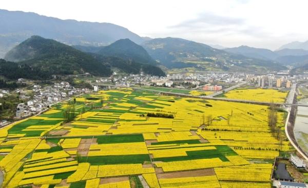 大地为布 金黄的油菜花开成乡村振兴“致富花”_中国政务