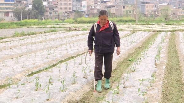 望谟县桑郎镇：千亩坝区管护忙 确保早春蔬菜“早上市”