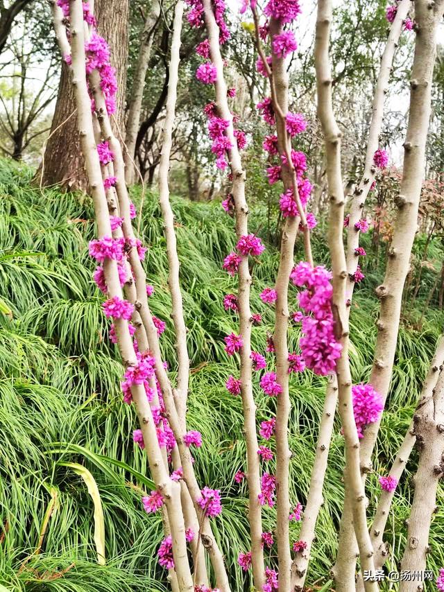 紫荆花开 那一城紫色浪漫