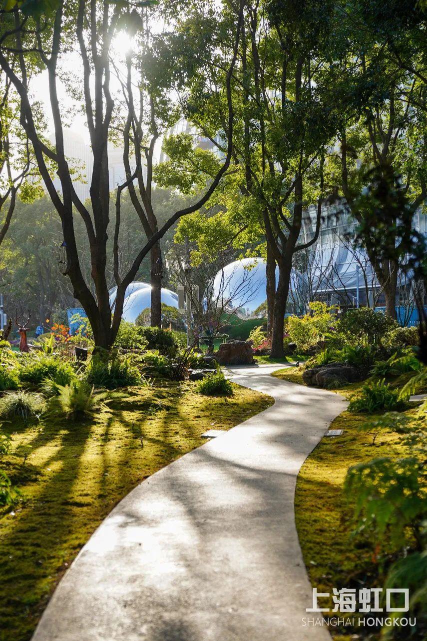 “云赏花”模式开启,一起来看虹口最美春景