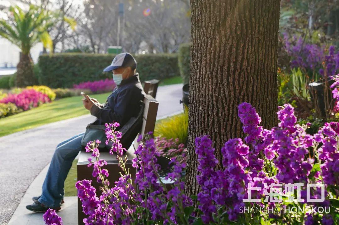 “云赏花”模式开启,一起来看虹口最美春景