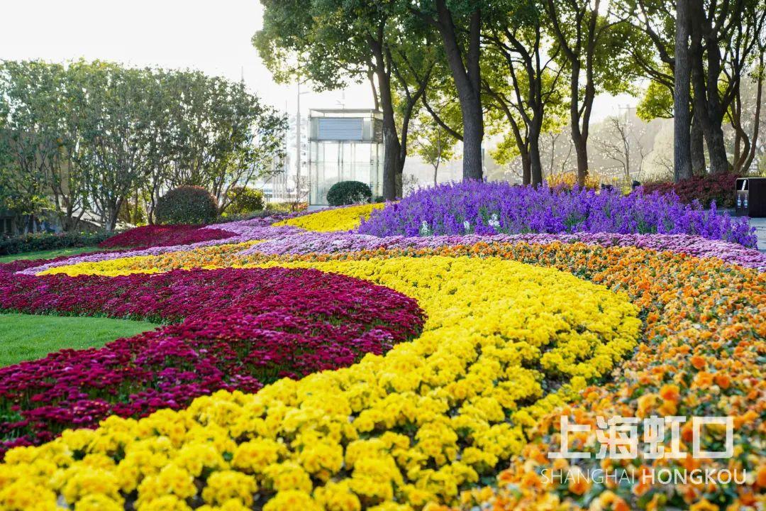 “云赏花”模式开启,一起来看虹口最美春景