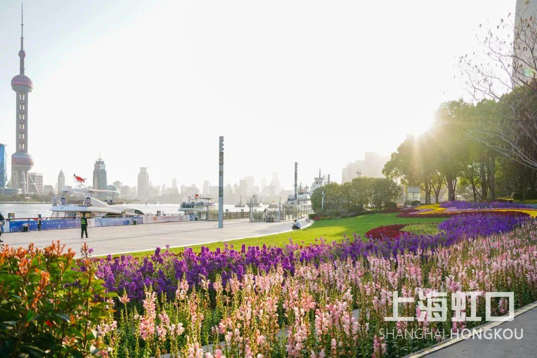 “云赏花”模式开启,一起来看虹口最美春景