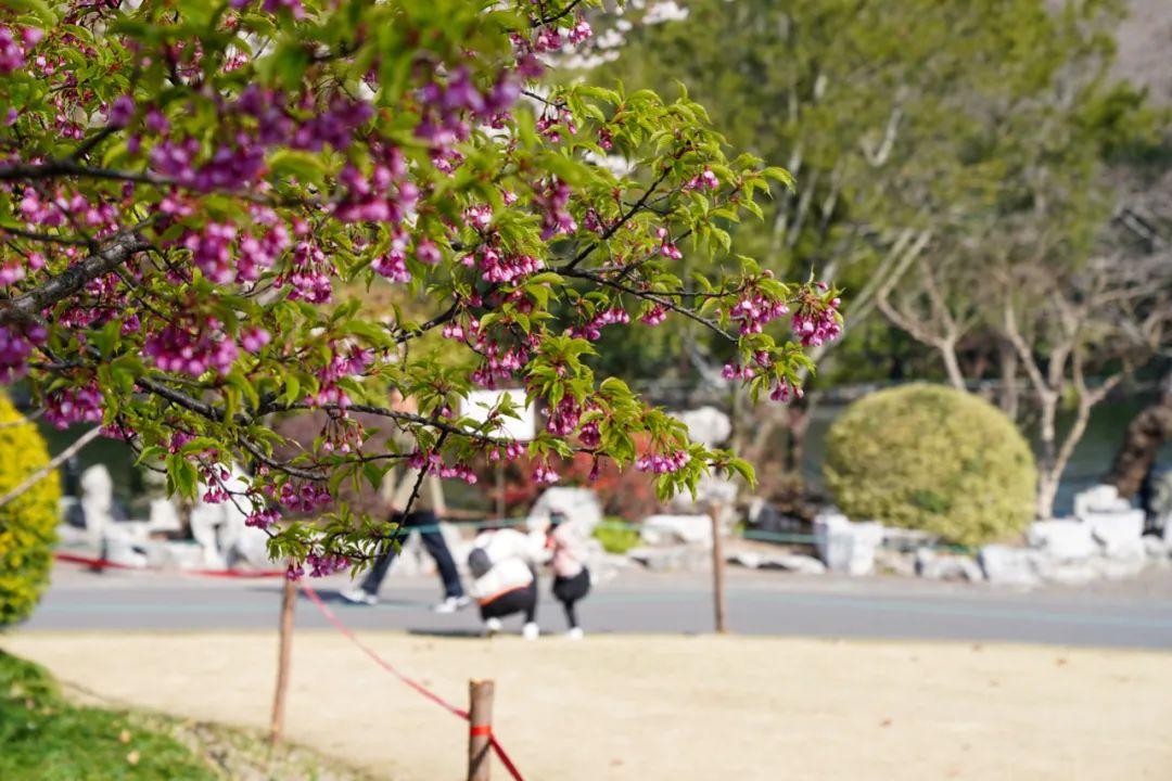 “云赏花”模式开启,一起来看虹口最美春景