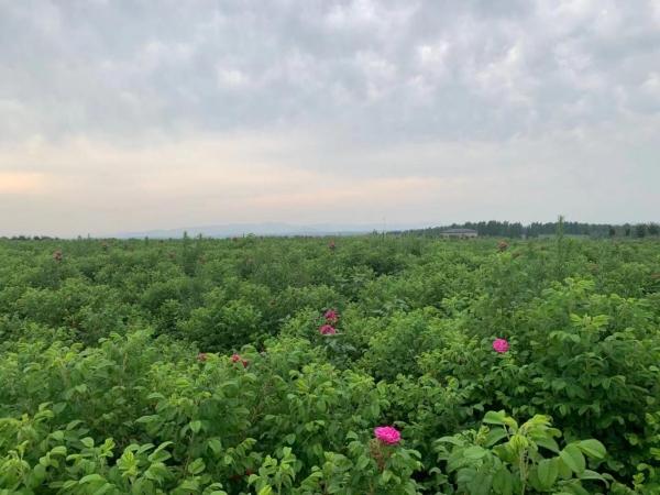 方城县杨楼镇：大力发展玫瑰种植产业 促进一二三产业深度融合