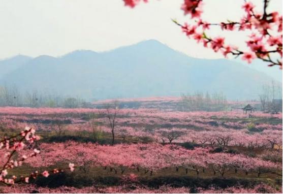 南召县云阳镇：千亩桃花园里望桃花 产业发展带动乡村振兴