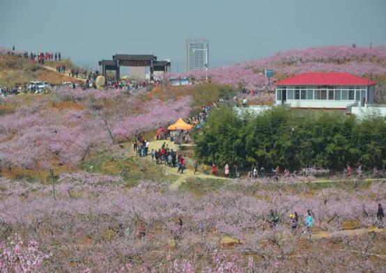 南召县云阳镇：千亩桃花园里望桃花 产业发展带动乡村振兴