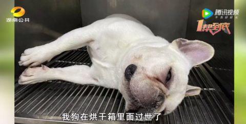 爱犬死在宠物医院！当事人：为何死在烘干机内？