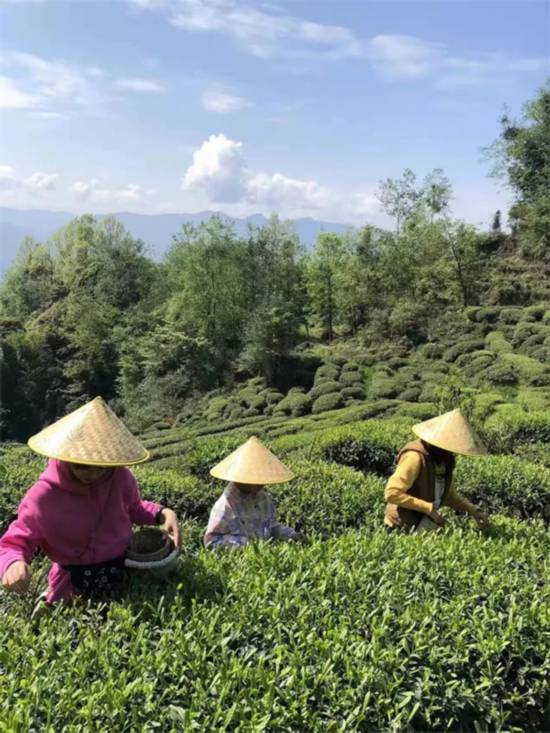 雅安雨城区碧峰峡镇：茶旅融合 绘就乡村振兴新篇章