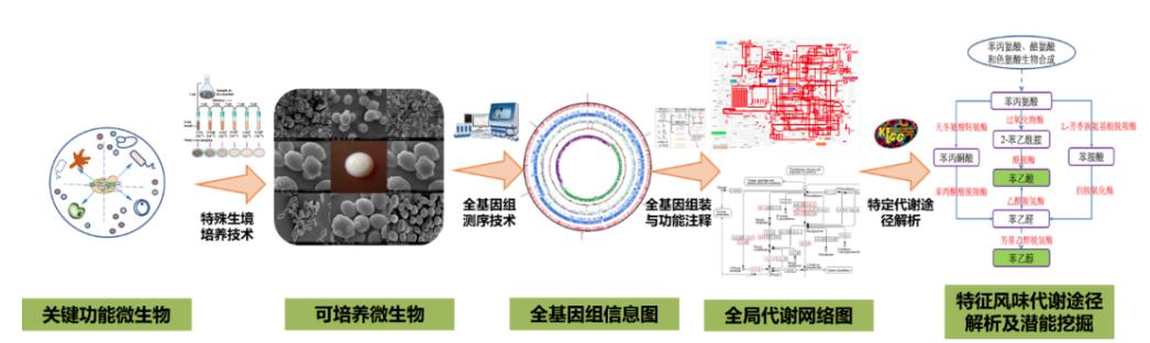 揭密“微生物密码”:从“道”的层面解读茅台传统工法