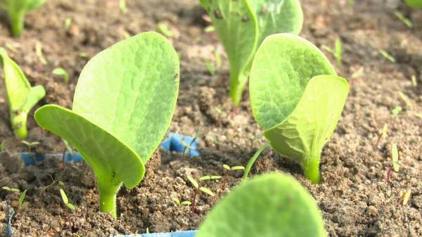 抢农时、备春耕 龙江大地土沃苗壮不负春